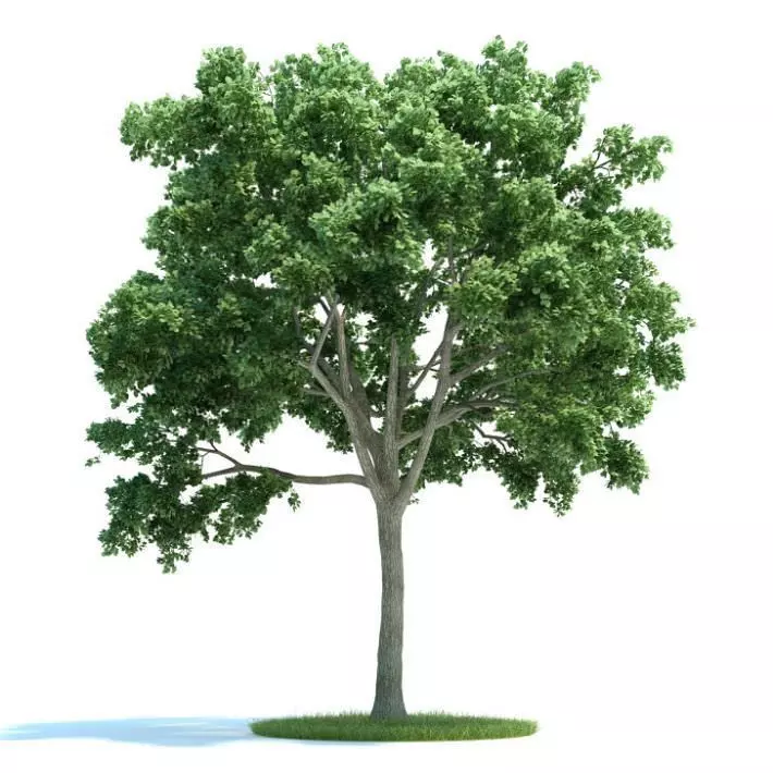 Lush Green Ulmus Tree 3D model_0