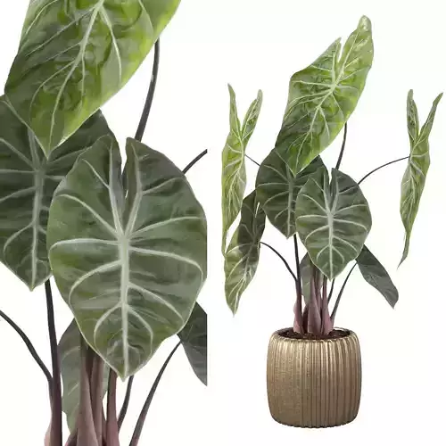 Alocasia pink dragon in golden pot