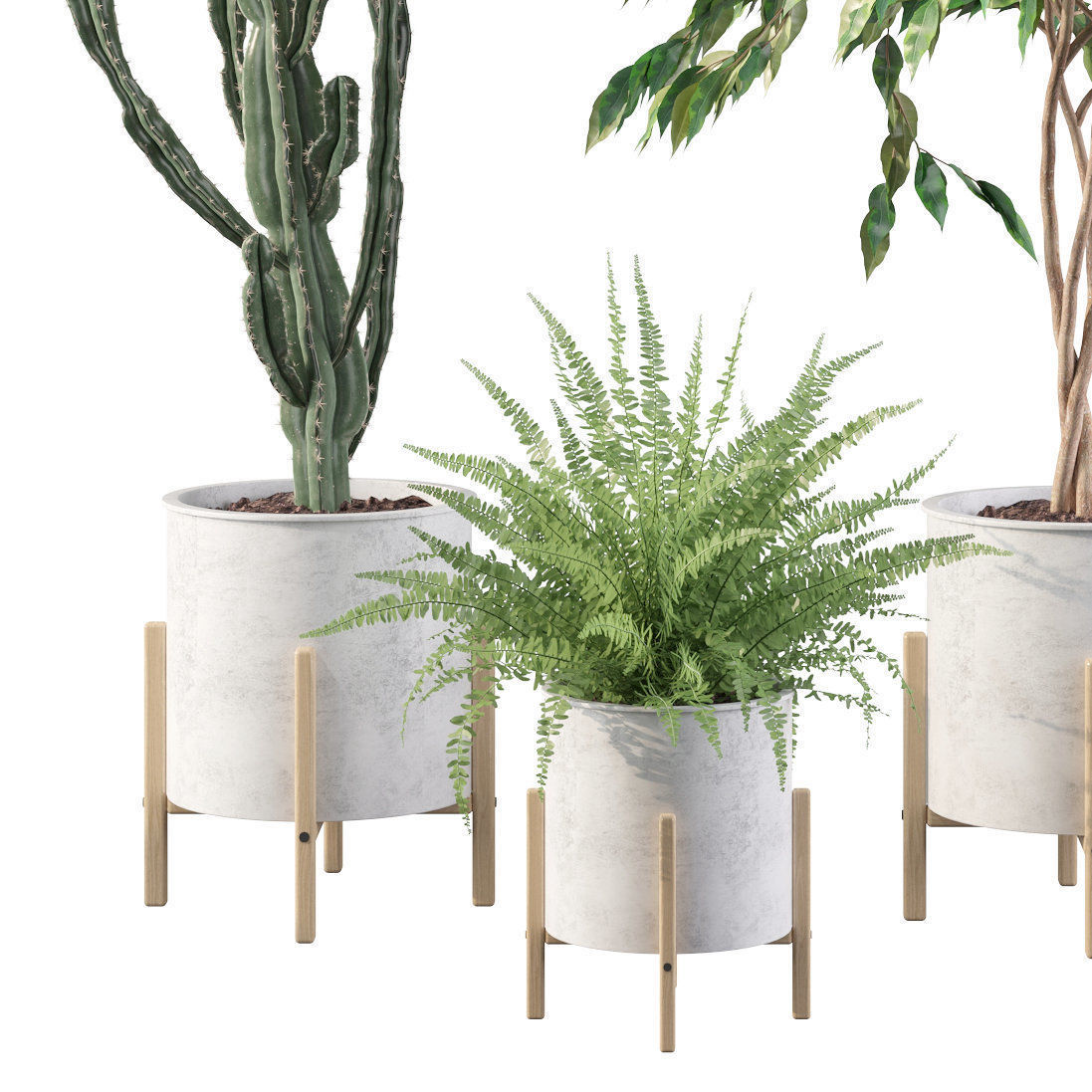 Plants collection 095 - ficus benjamina fern cactus 3D model_2