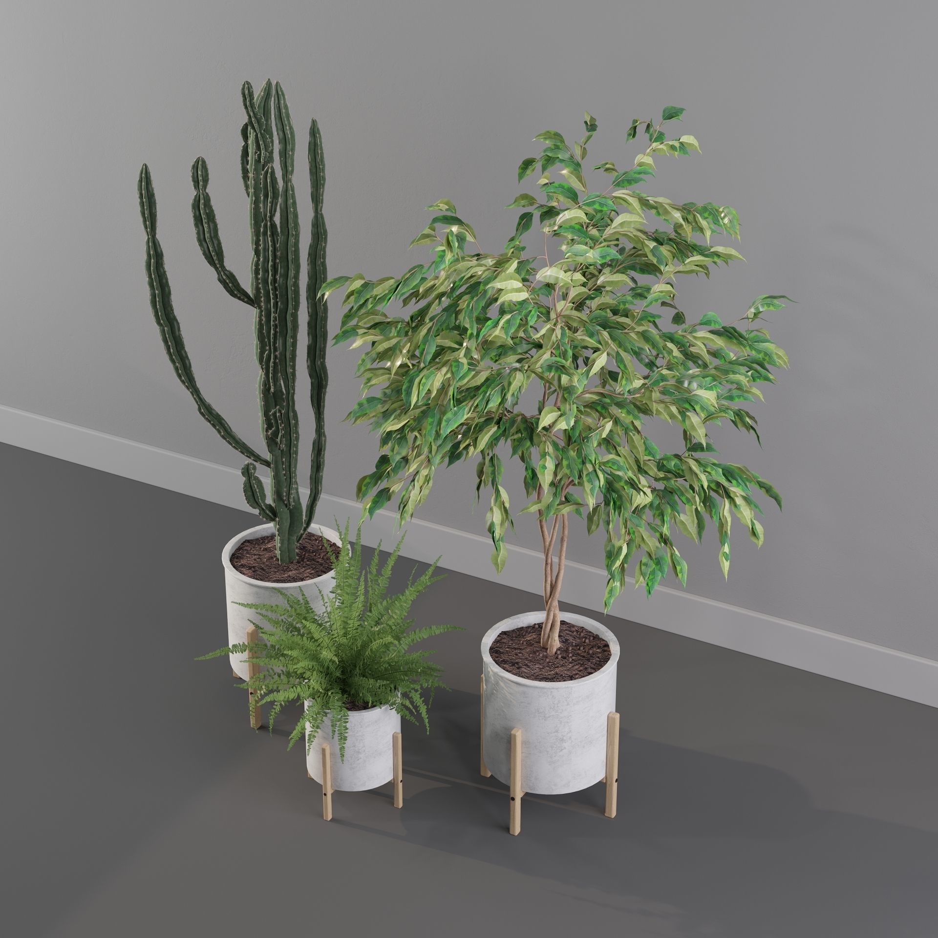 Plants collection 095 - ficus benjamina fern cactus 3D model_13