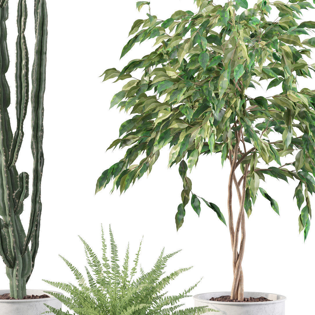 Plants collection 095 - ficus benjamina fern cactus 3D model_4