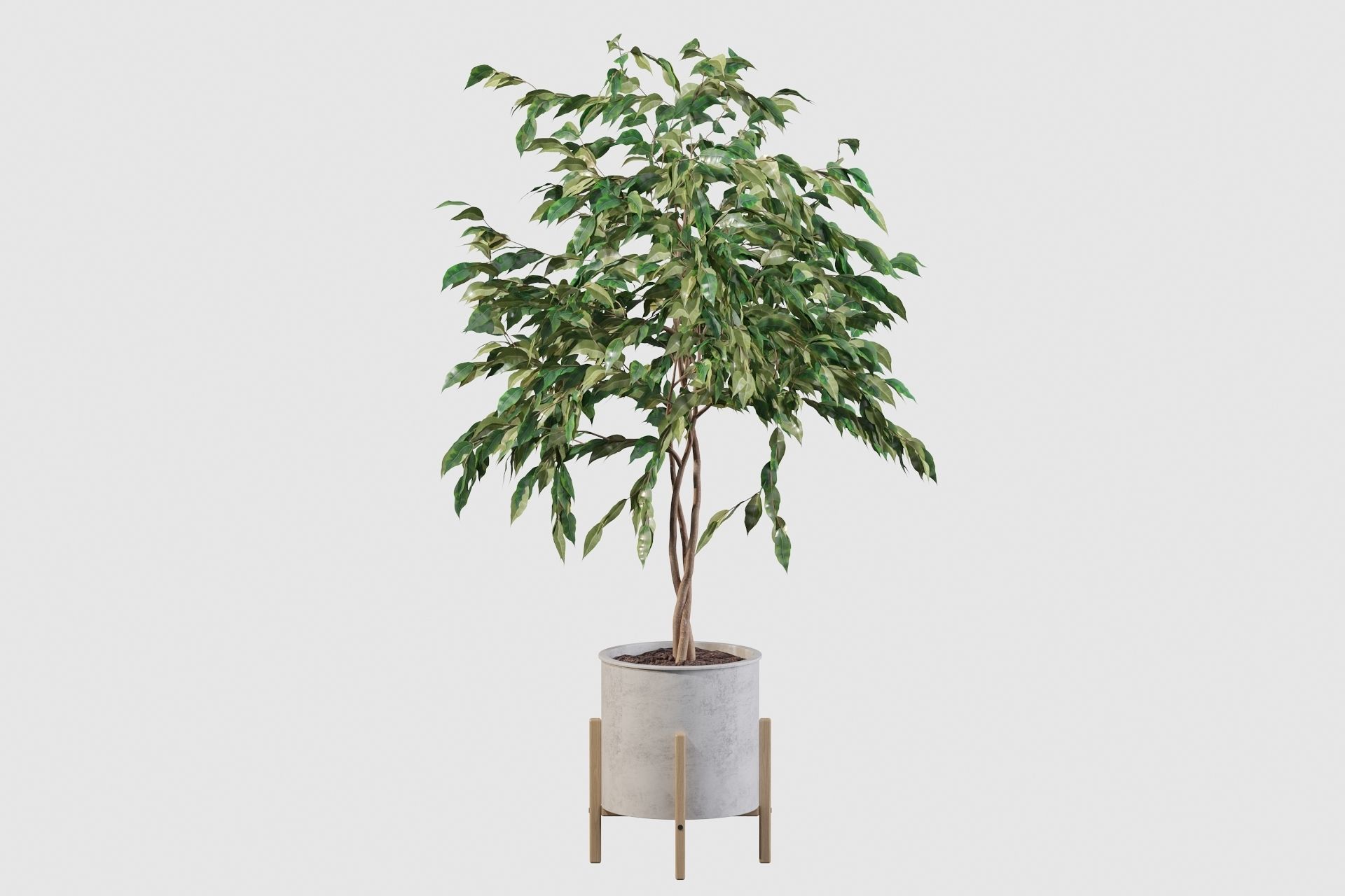 Plants collection 095 - ficus benjamina fern cactus 3D model_8