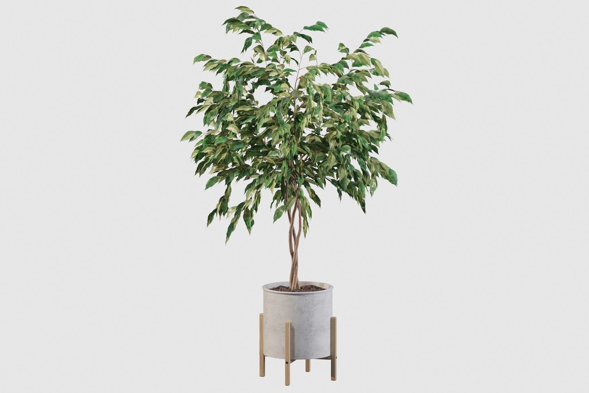 Plants collection 095 - ficus benjamina fern cactus 3D model_12