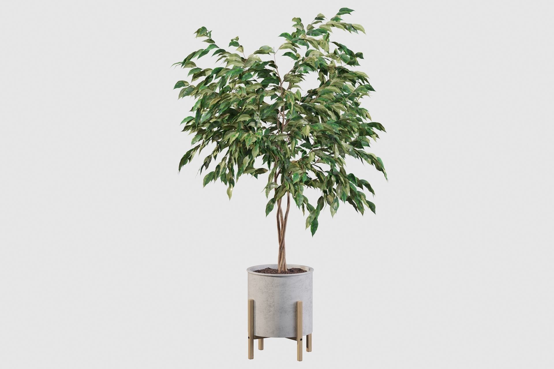 Plants collection 095 - ficus benjamina fern cactus 3D model_10