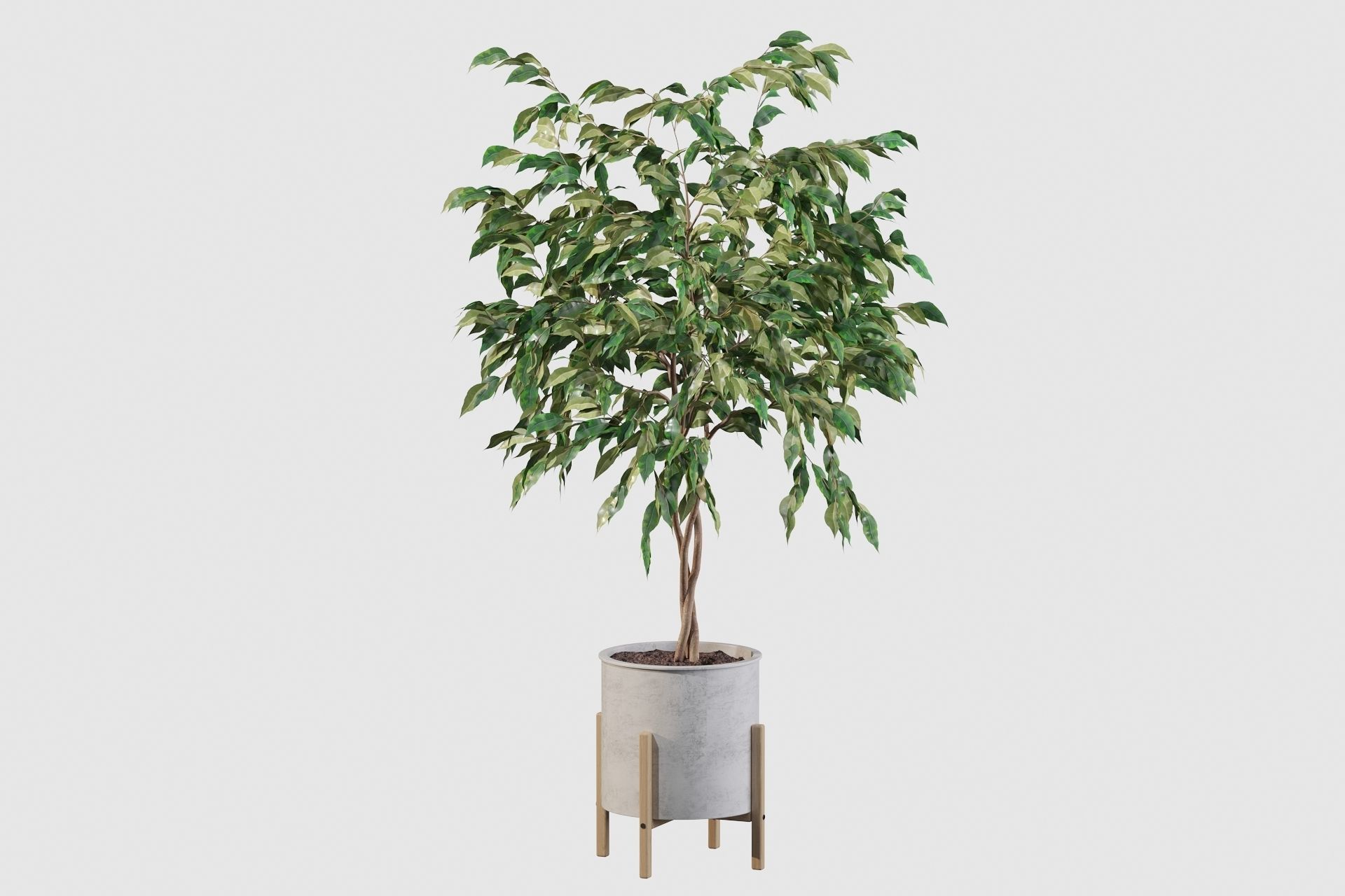 Plants collection 095 - ficus benjamina fern cactus 3D model_9