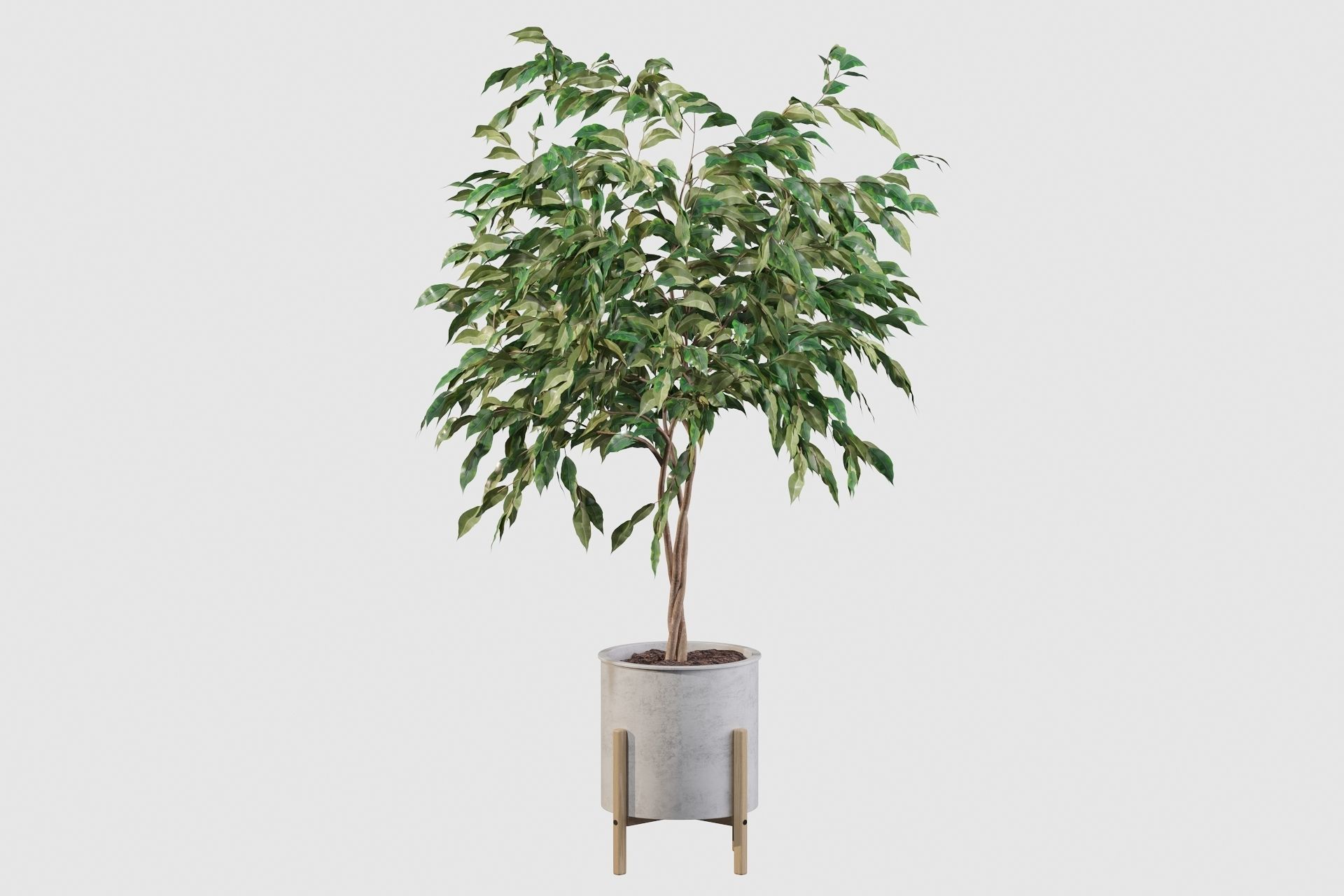 Plants collection 095 - ficus benjamina fern cactus 3D model_7