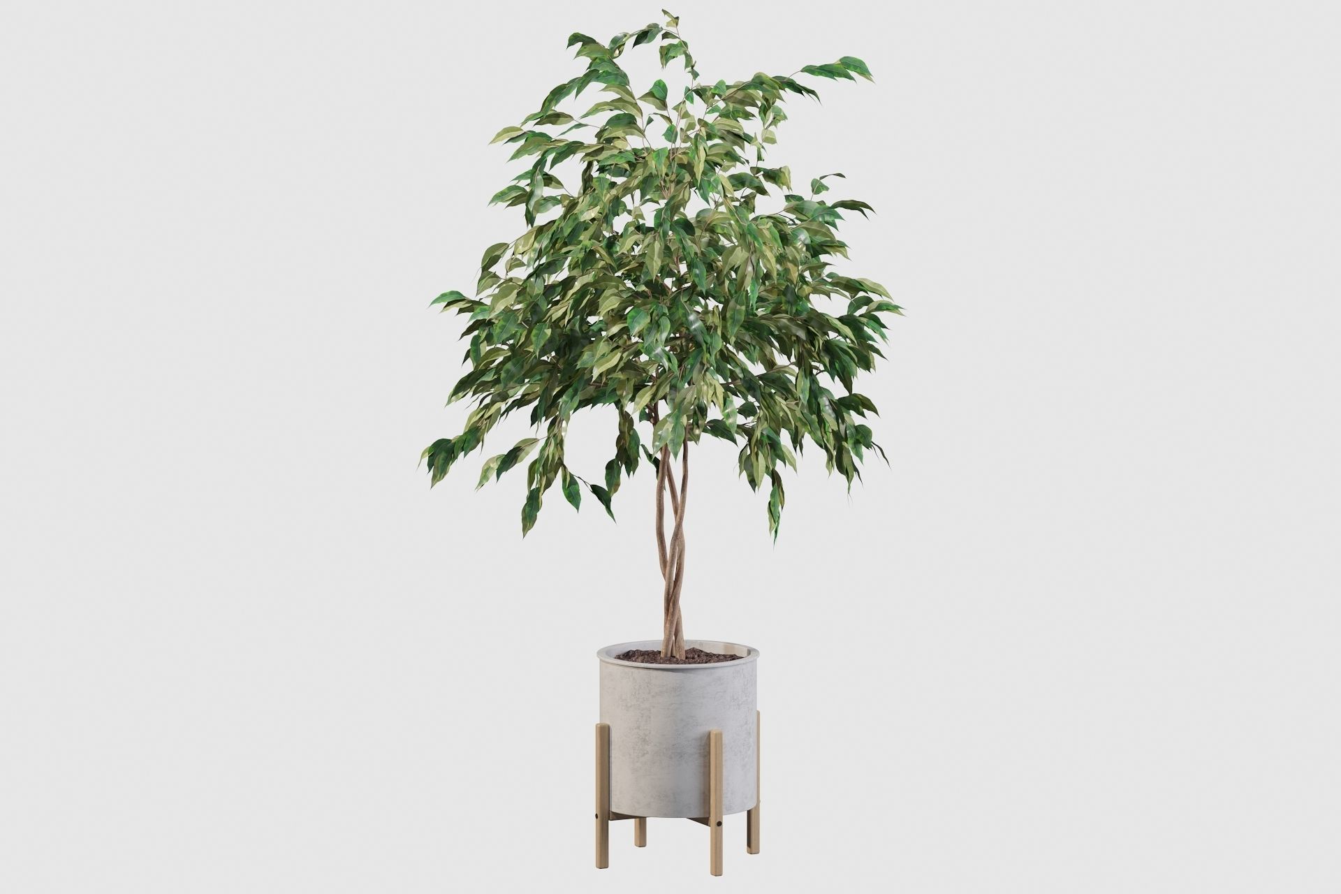 Plants collection 095 - ficus benjamina fern cactus 3D model_11