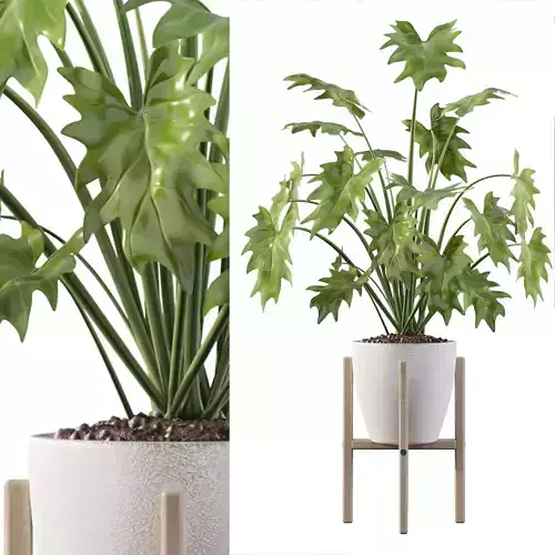 Philodendron xanadu in white pot