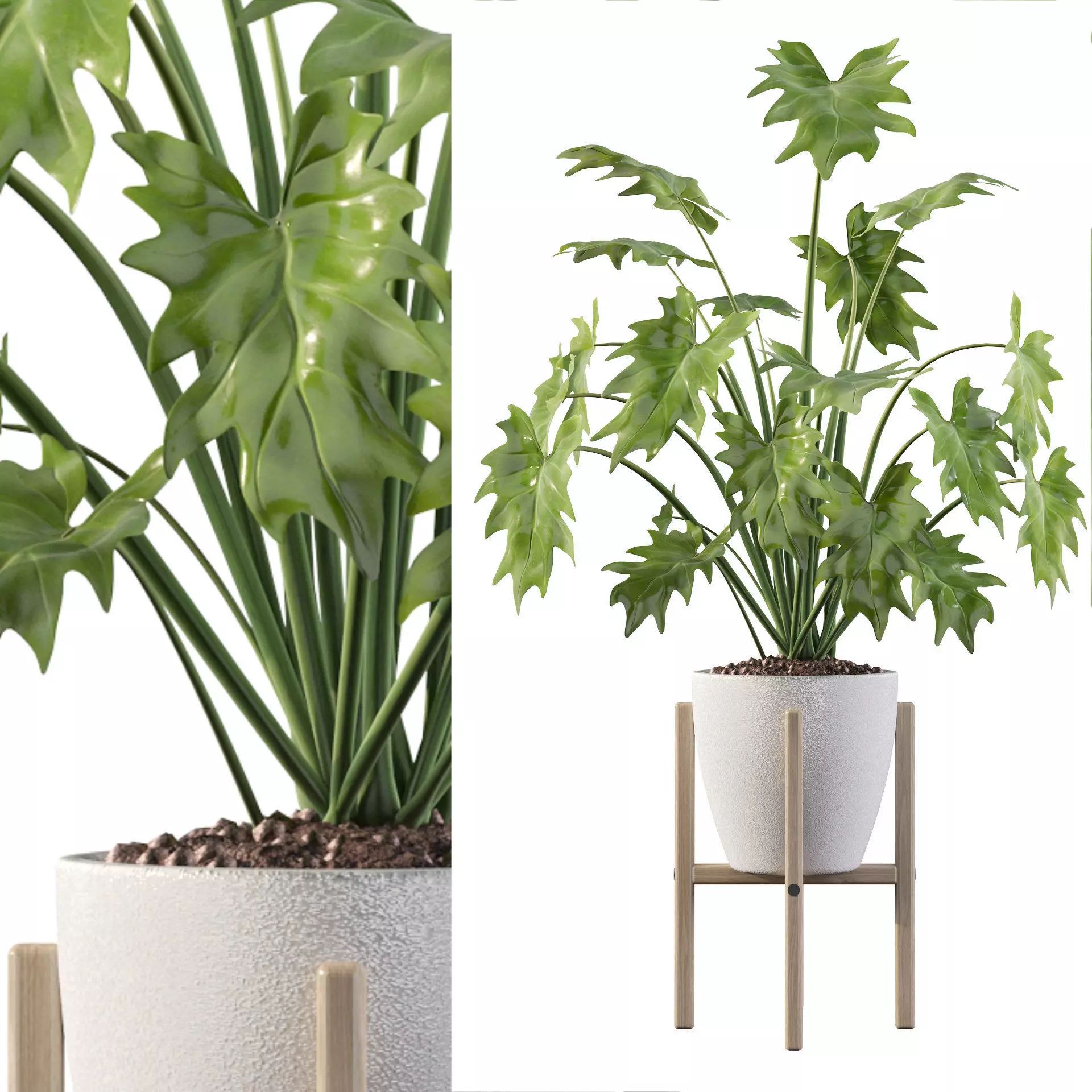Philodendron xanadu in white pot 3D model