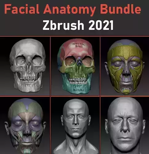 Ultimate facial Anatomy bundle to improve Head sculpts 3D model