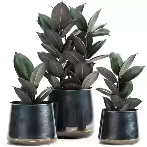 Ficus trees in a pot for the interior 868