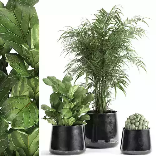 Houseplants in a pot for the interior 869