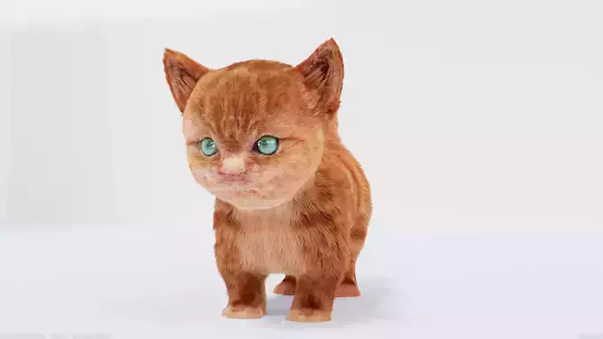 Hair Fur Cute Cat kitten No Rig