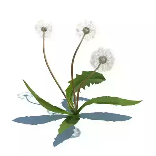 Small Dandelion Plant