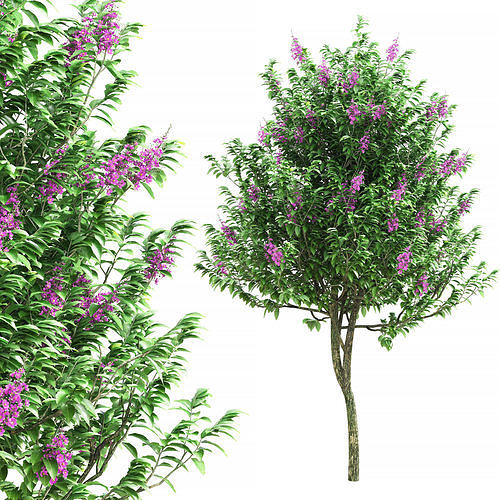Lagerstroemia speciosa tree 3D model