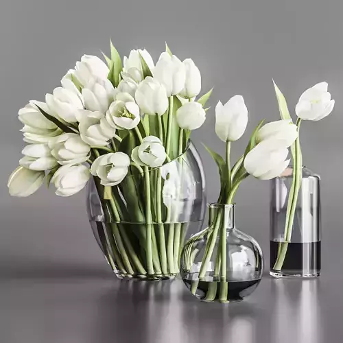 White  tulips
