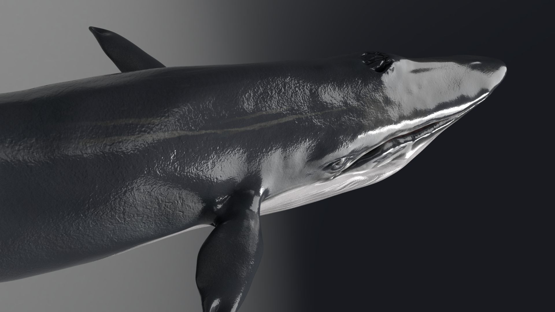 Blue Whale Model 9 Animations uasset unitypackage Low-poly 3D model_5