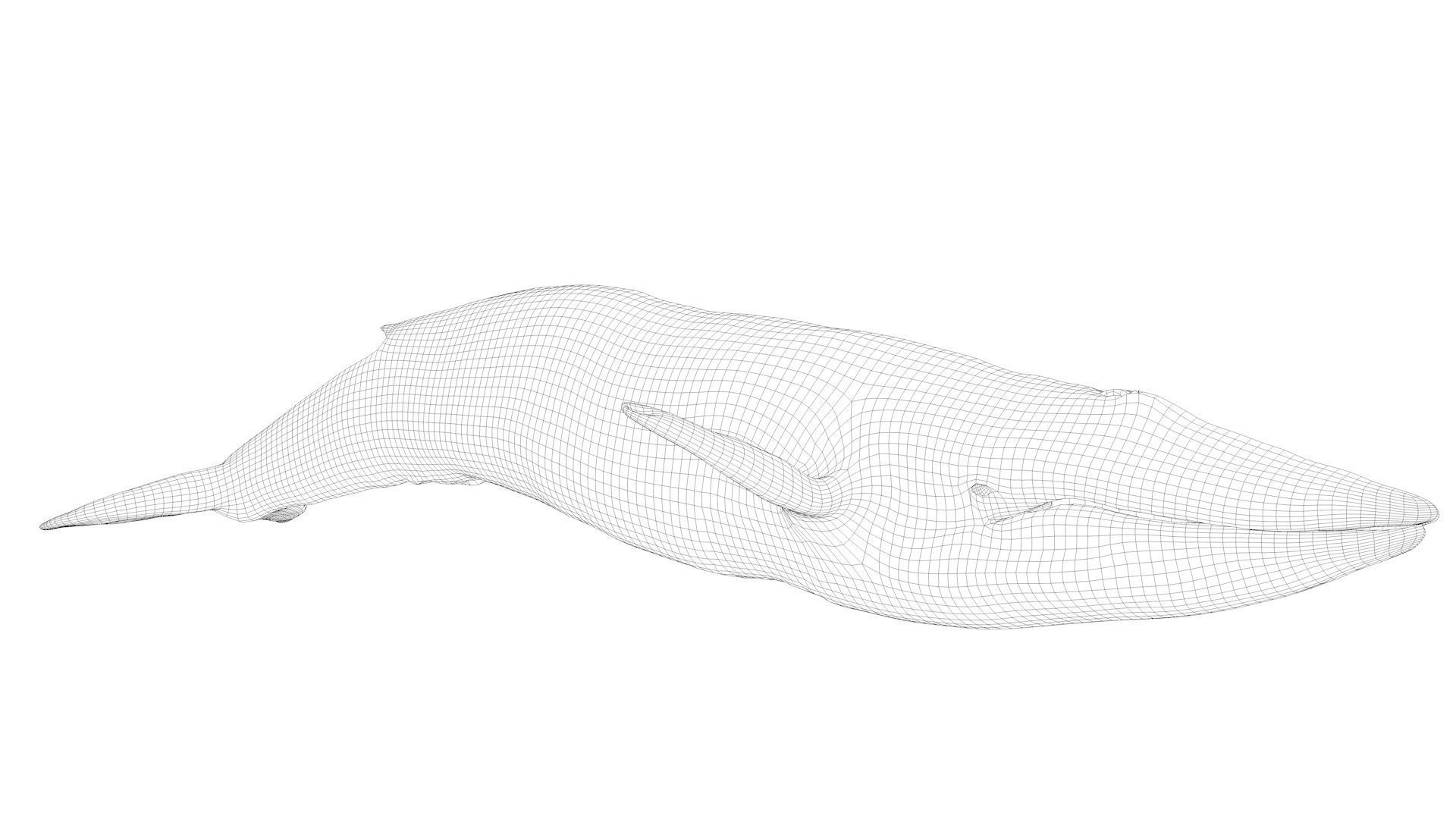 Blue Whale Model 9 Animations uasset unitypackage Low-poly 3D model_16