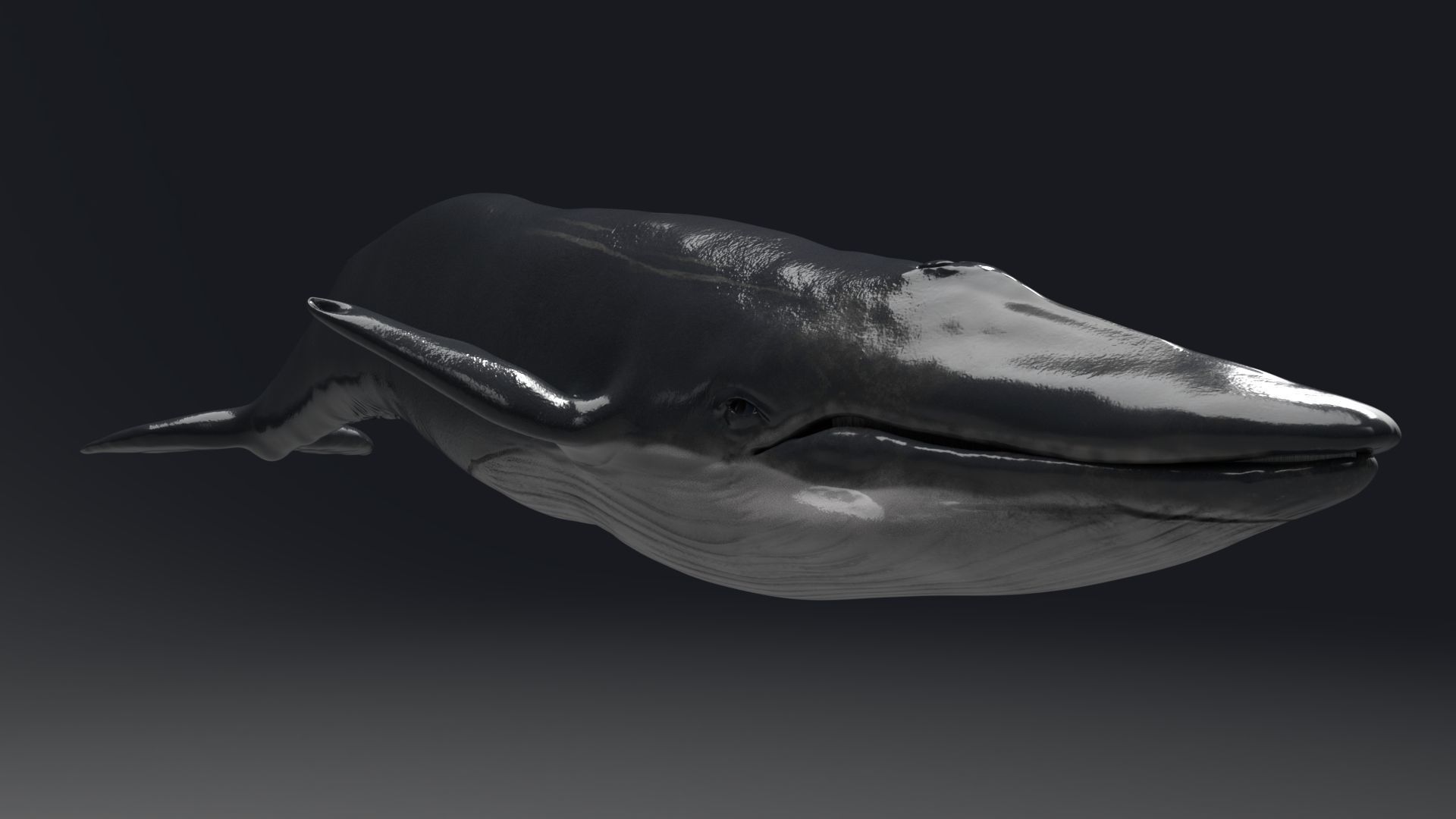 Blue Whale Model 9 Animations uasset unitypackage Low-poly 3D model_3