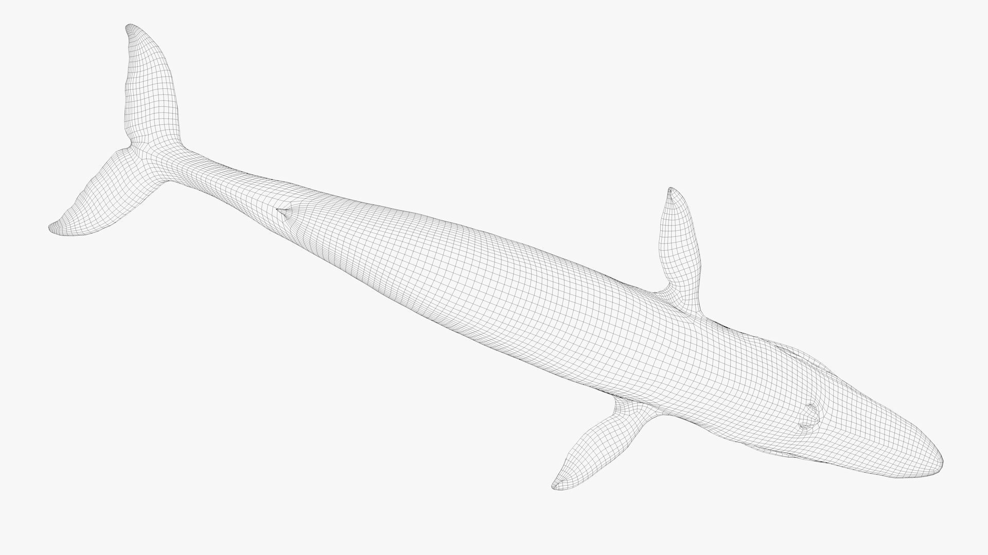 Blue Whale Model 9 Animations uasset unitypackage Low-poly 3D model_18
