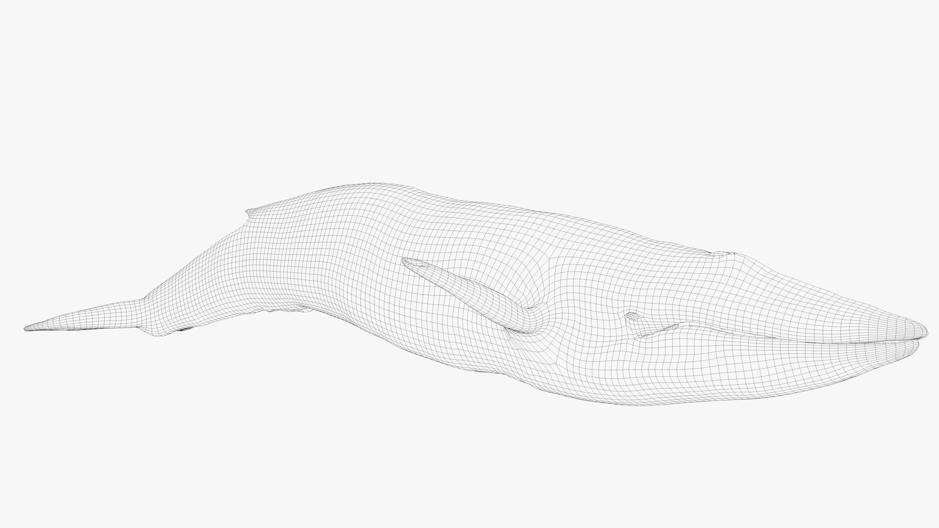 Blue Whale Model 9 Animations uasset unitypackage Low-poly 3D model_14