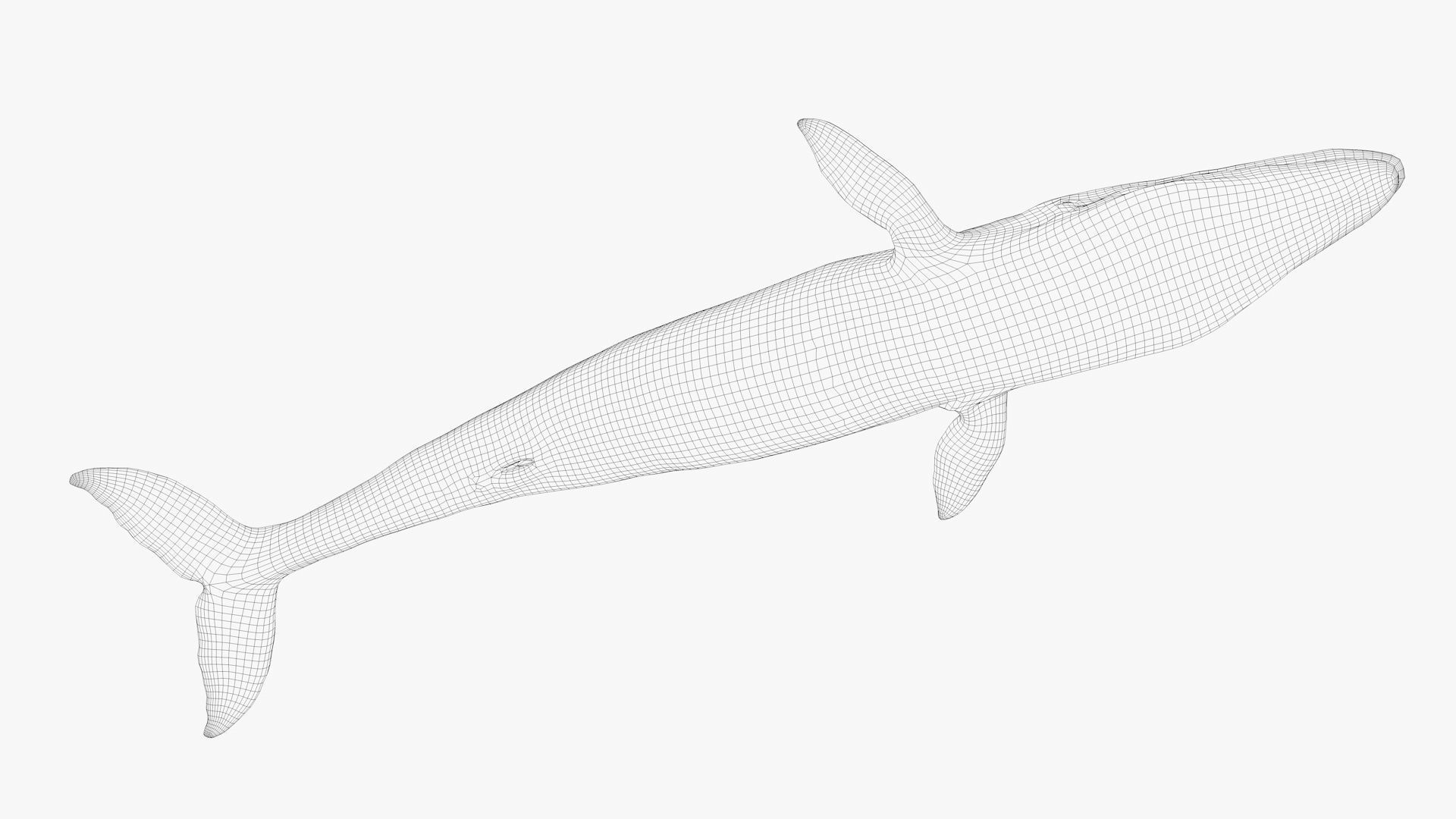 Blue Whale Model 9 Animations uasset unitypackage Low-poly 3D model_19