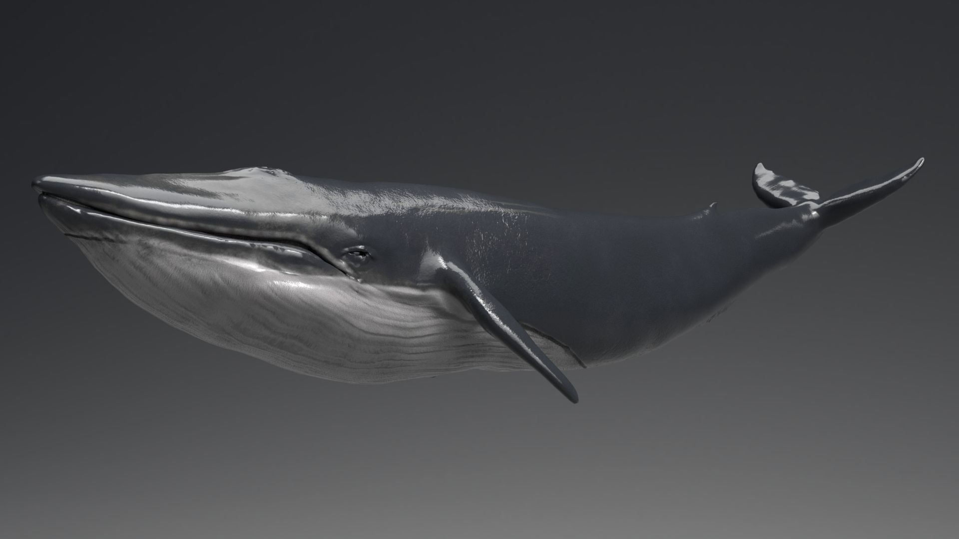 Blue Whale Model 9 Animations uasset unitypackage Low-poly 3D model_10