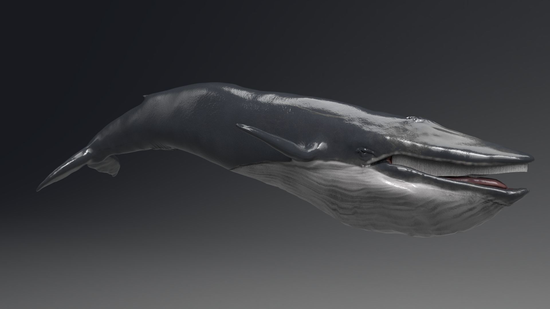 Blue Whale Model 9 Animations uasset unitypackage Low-poly 3D model_11