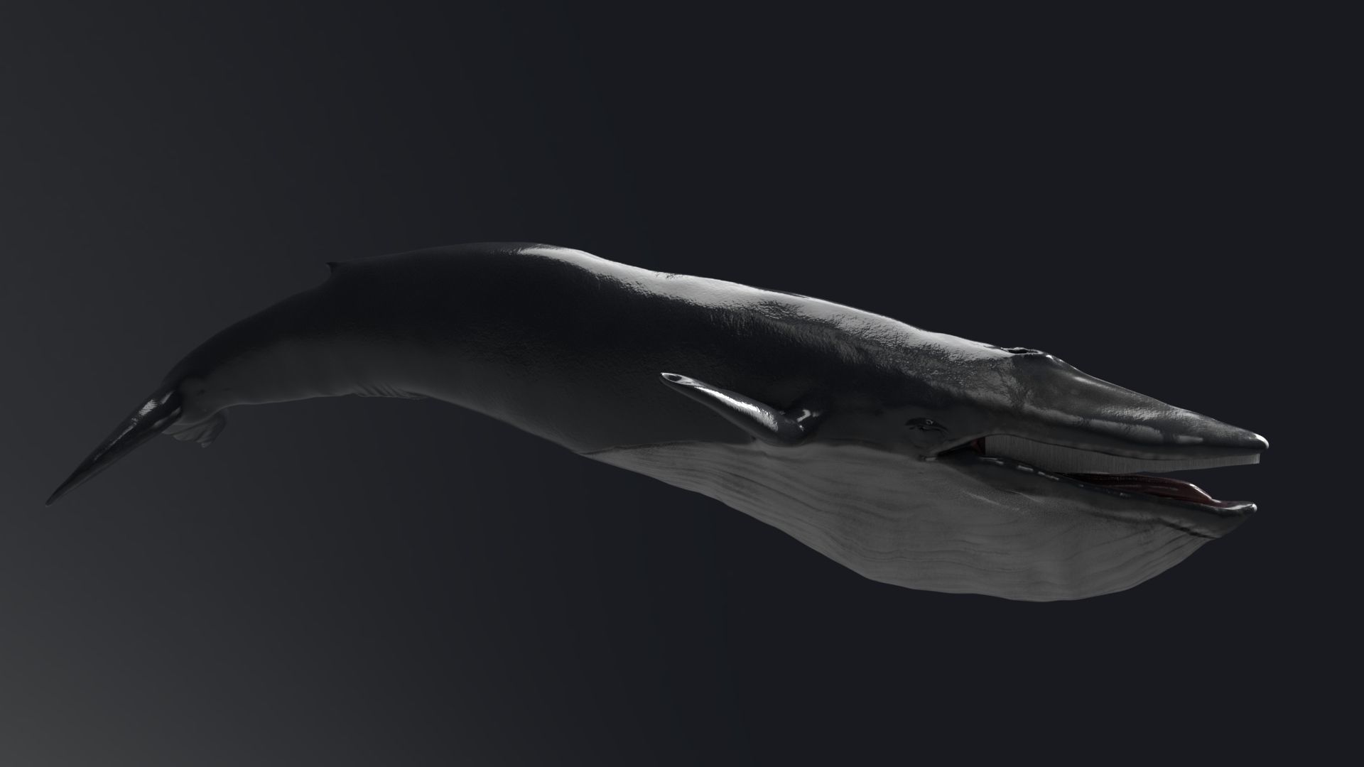 Blue Whale Model 9 Animations uasset unitypackage Low-poly 3D model_9