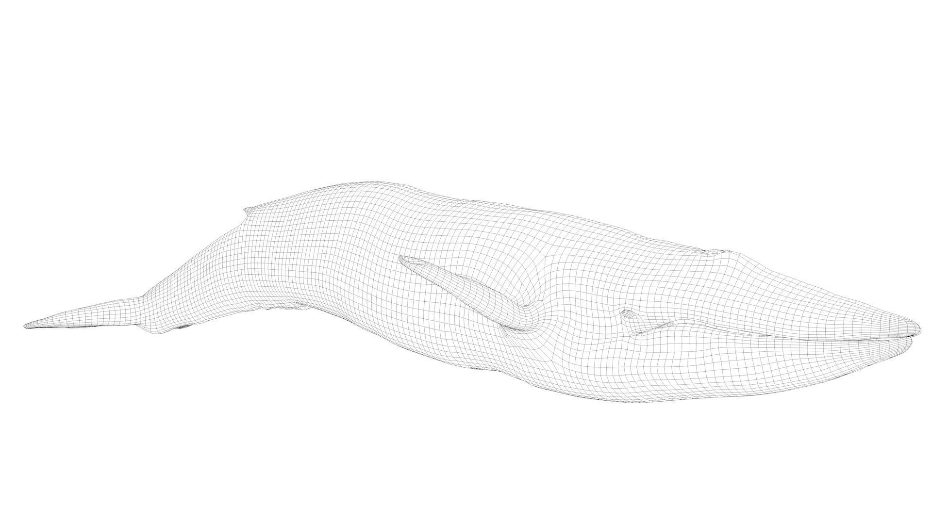 Blue Whale Model 9 Animations uasset unitypackage Low-poly 3D model_15