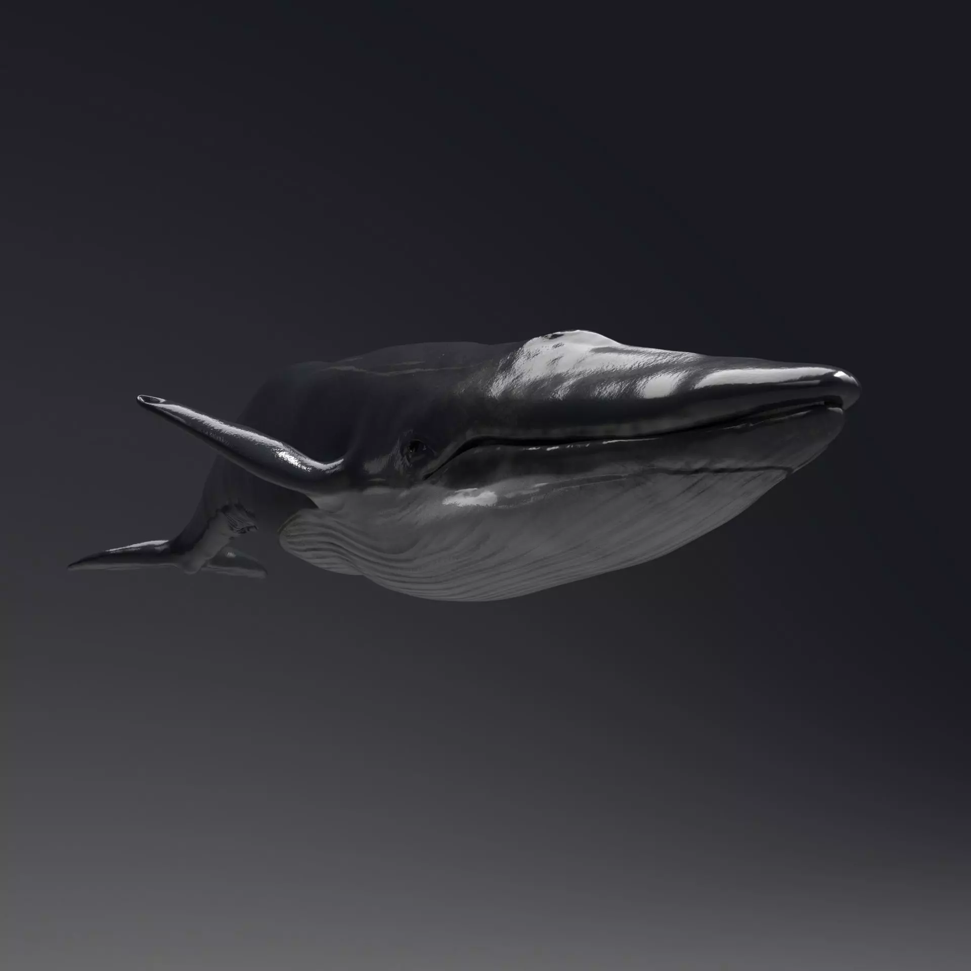 Blue Whale Model 9 Animations uasset unitypackage Low-poly 3D model_0
