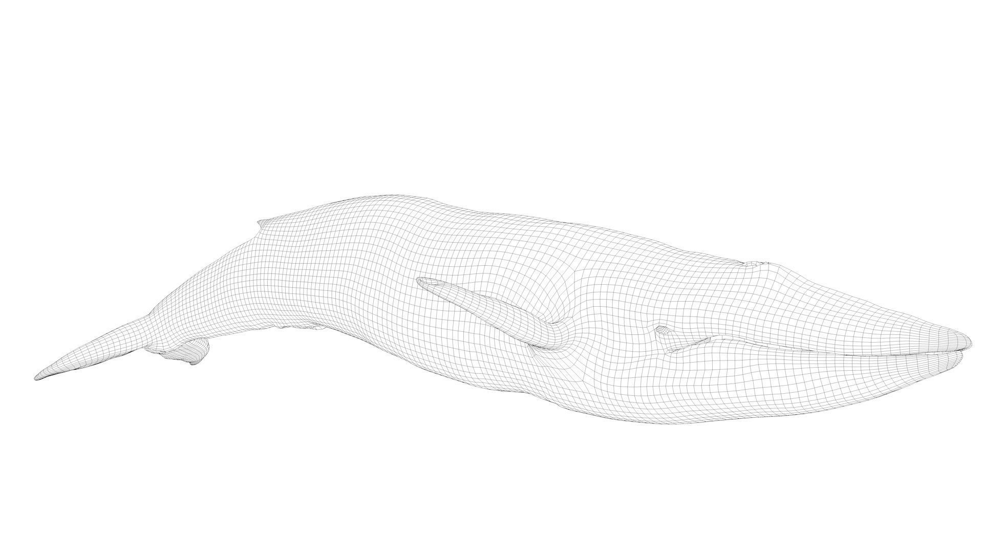 Blue Whale Model 9 Animations uasset unitypackage Low-poly 3D model_17