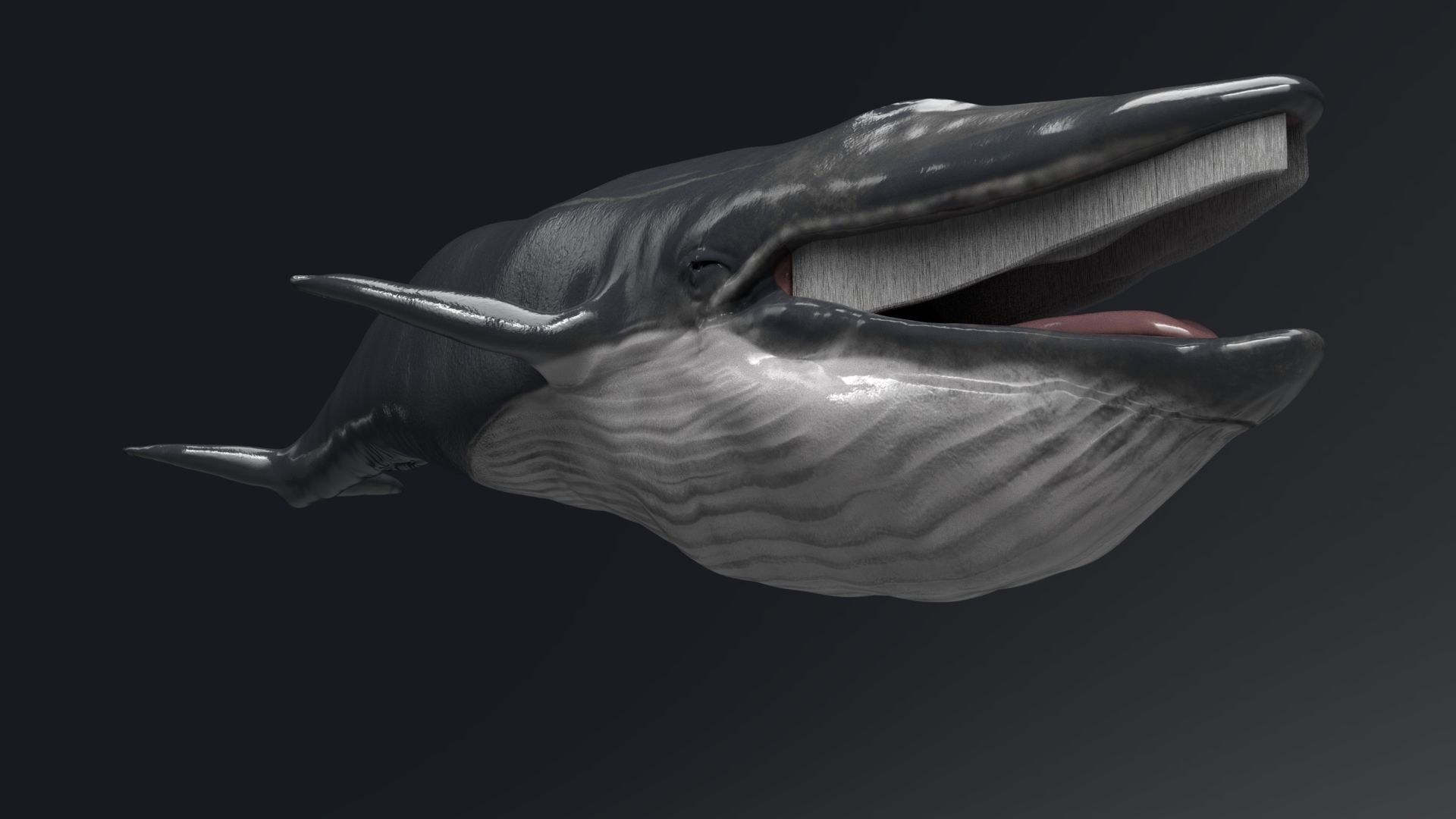 Blue Whale Model 9 Animations uasset unitypackage Low-poly 3D model_8