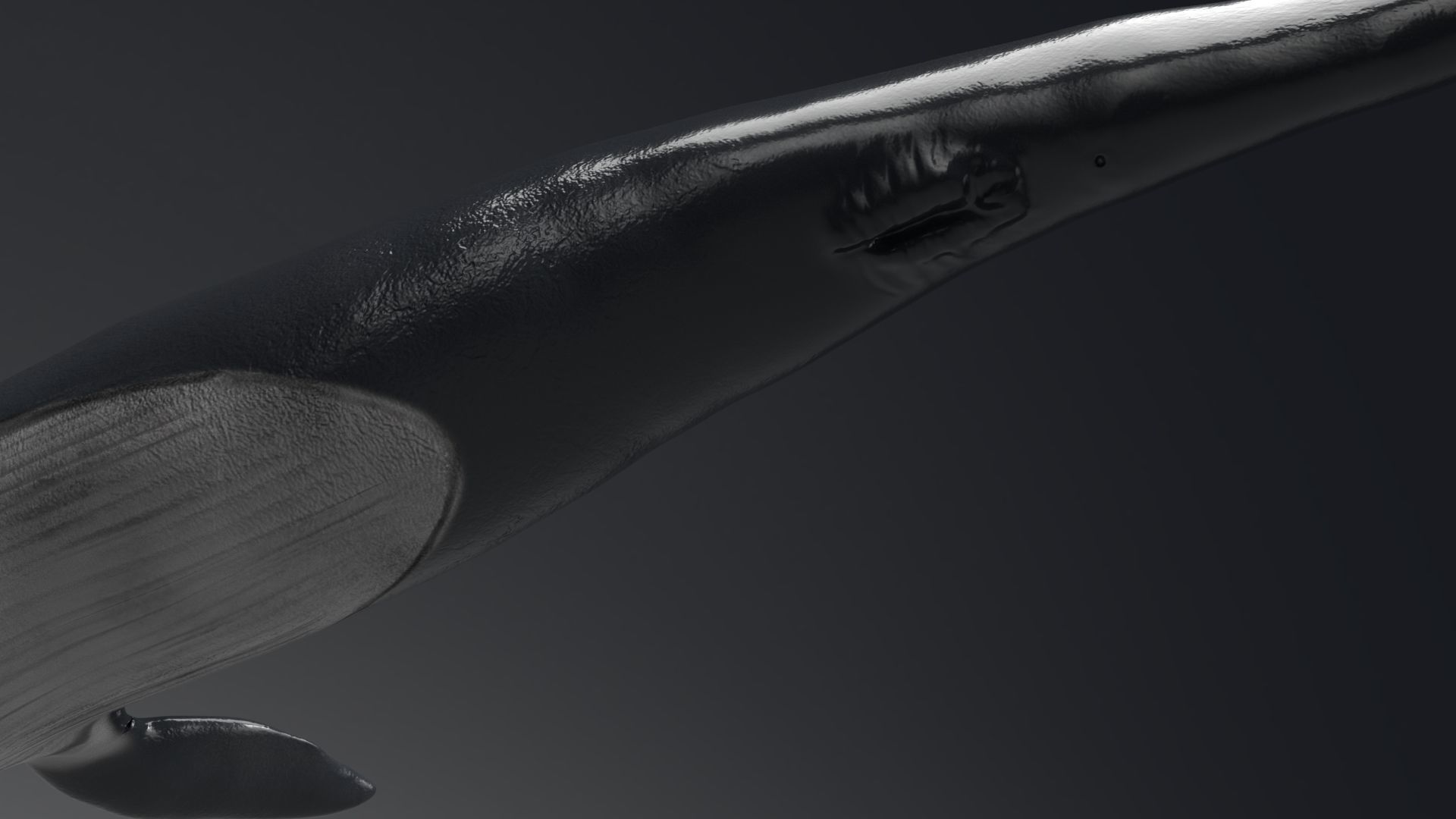 Blue Whale Model 9 Animations uasset unitypackage Low-poly 3D model_6