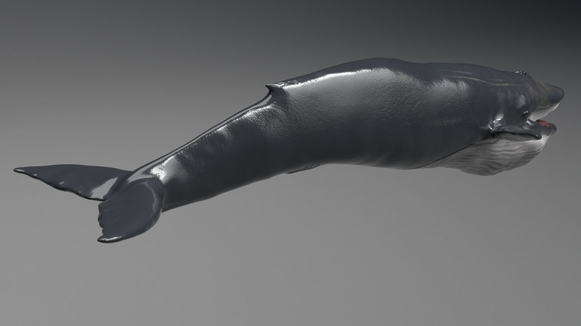 Blue Whale Model 9 Animations uasset unitypackage Low-poly 3D model_7