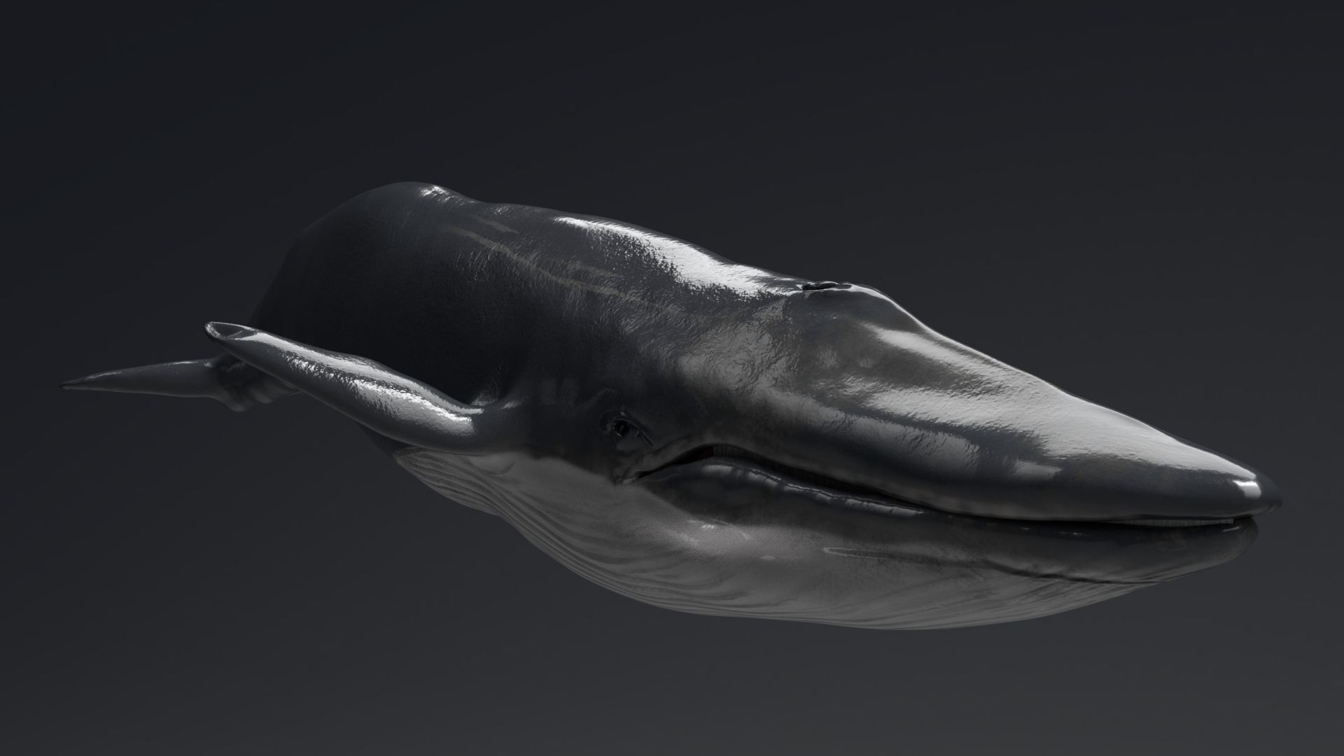 Blue Whale Model 9 Animations uasset unitypackage Low-poly 3D model_13