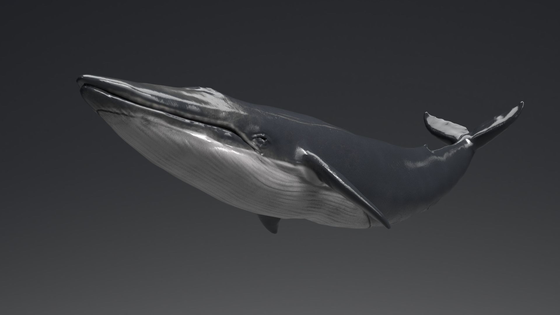 Blue Whale Model 9 Animations uasset unitypackage Low-poly 3D model_12