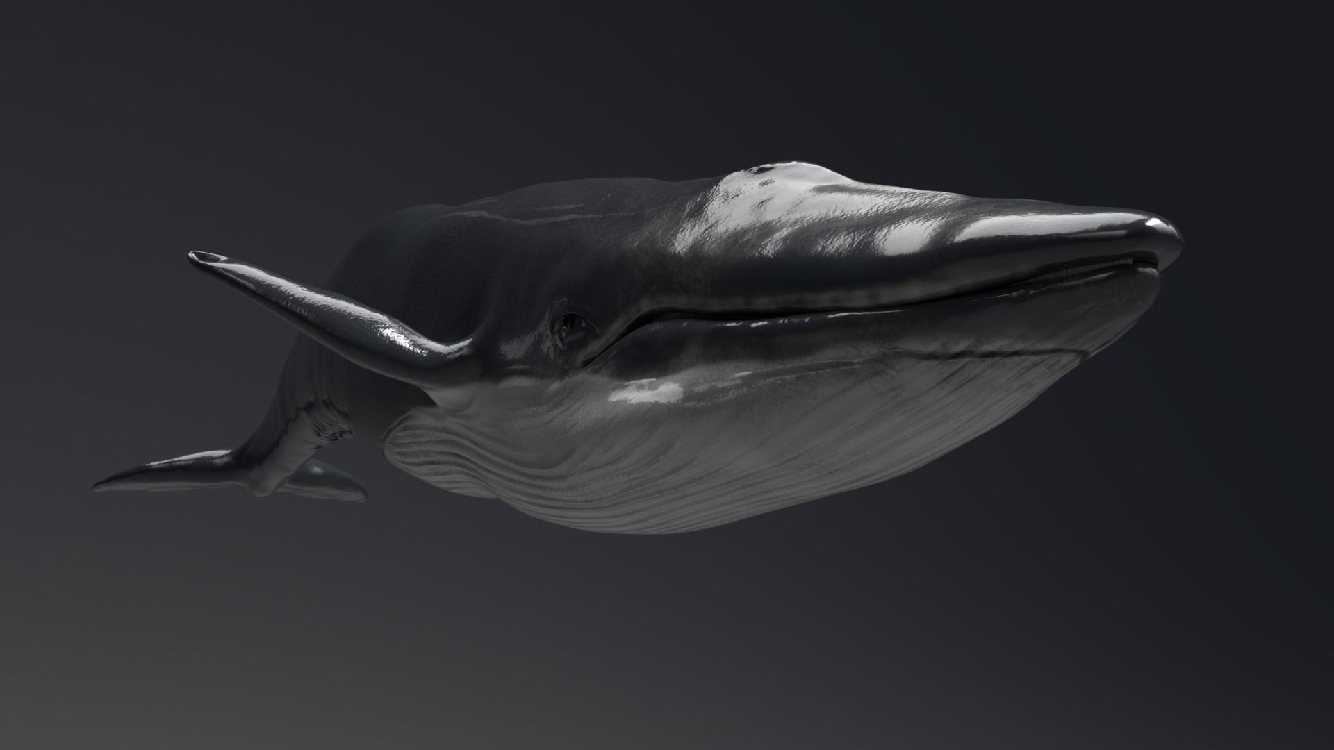 Blue Whale Model 9 Animations uasset unitypackage Low-poly 3D model_4