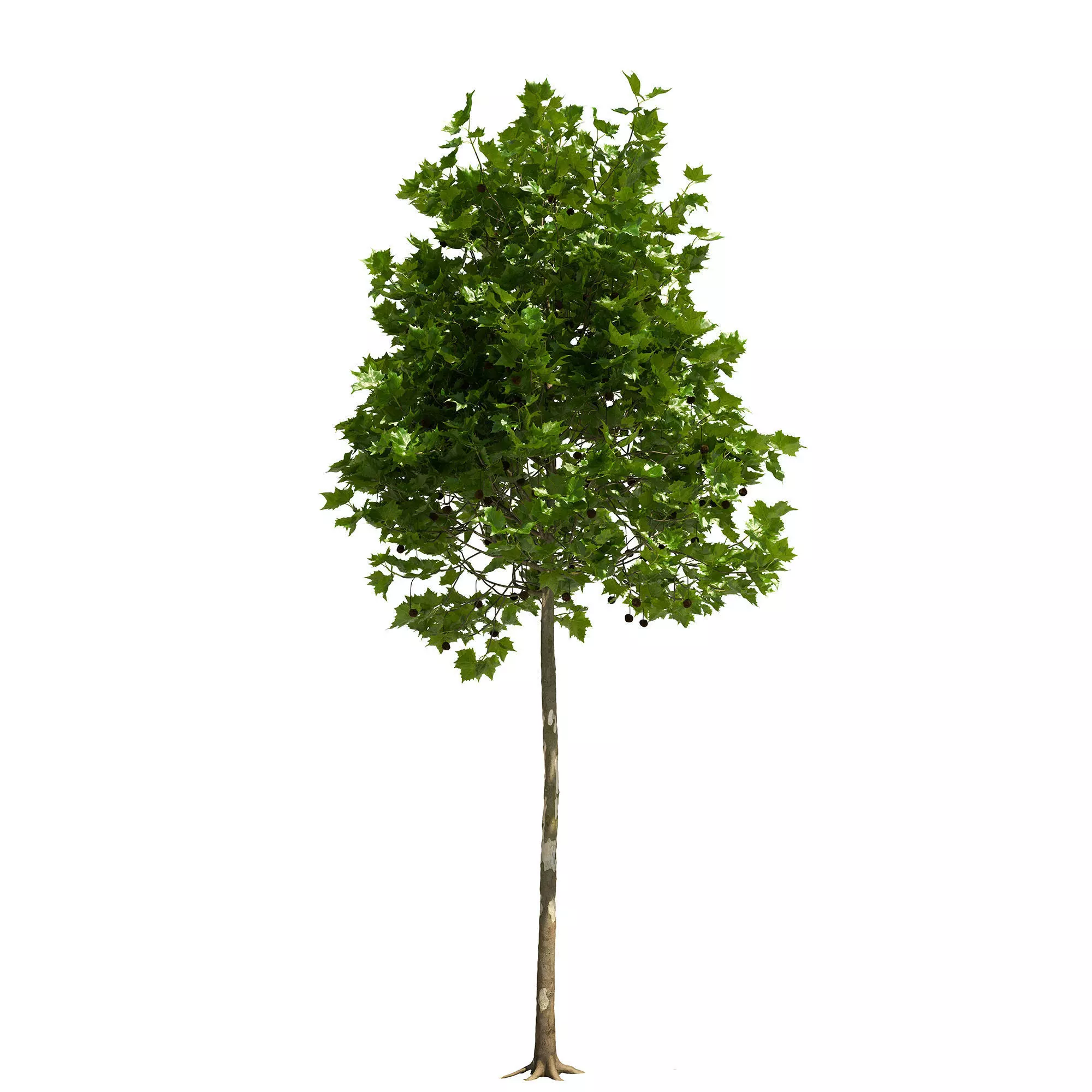 Platanus x hispanica 103SU V2 3D model