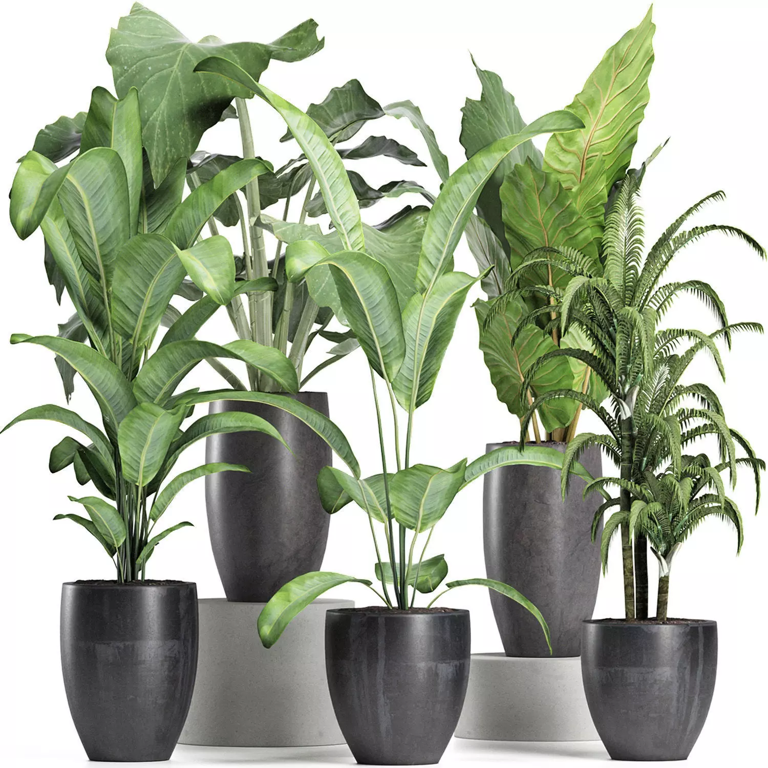 Plants Collection 212 3D model