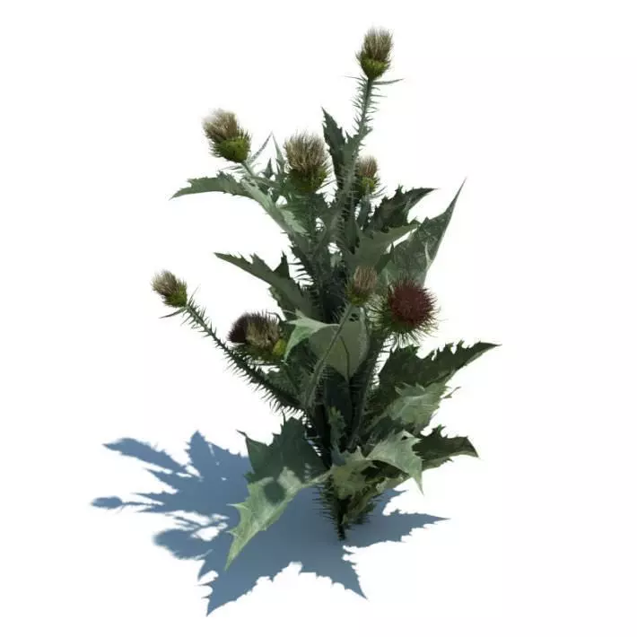 Flowering Thistle Weed 3D model_0
