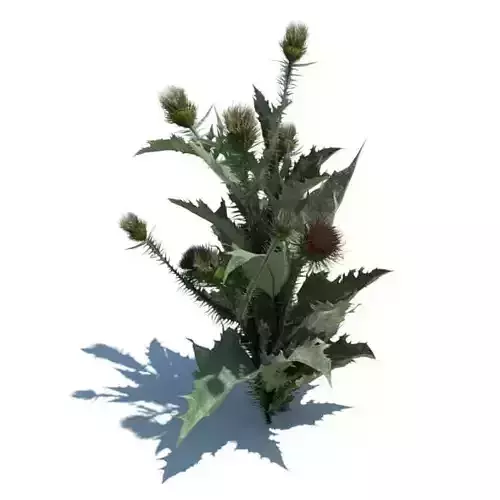 Flowering Thistle Weed 3D model