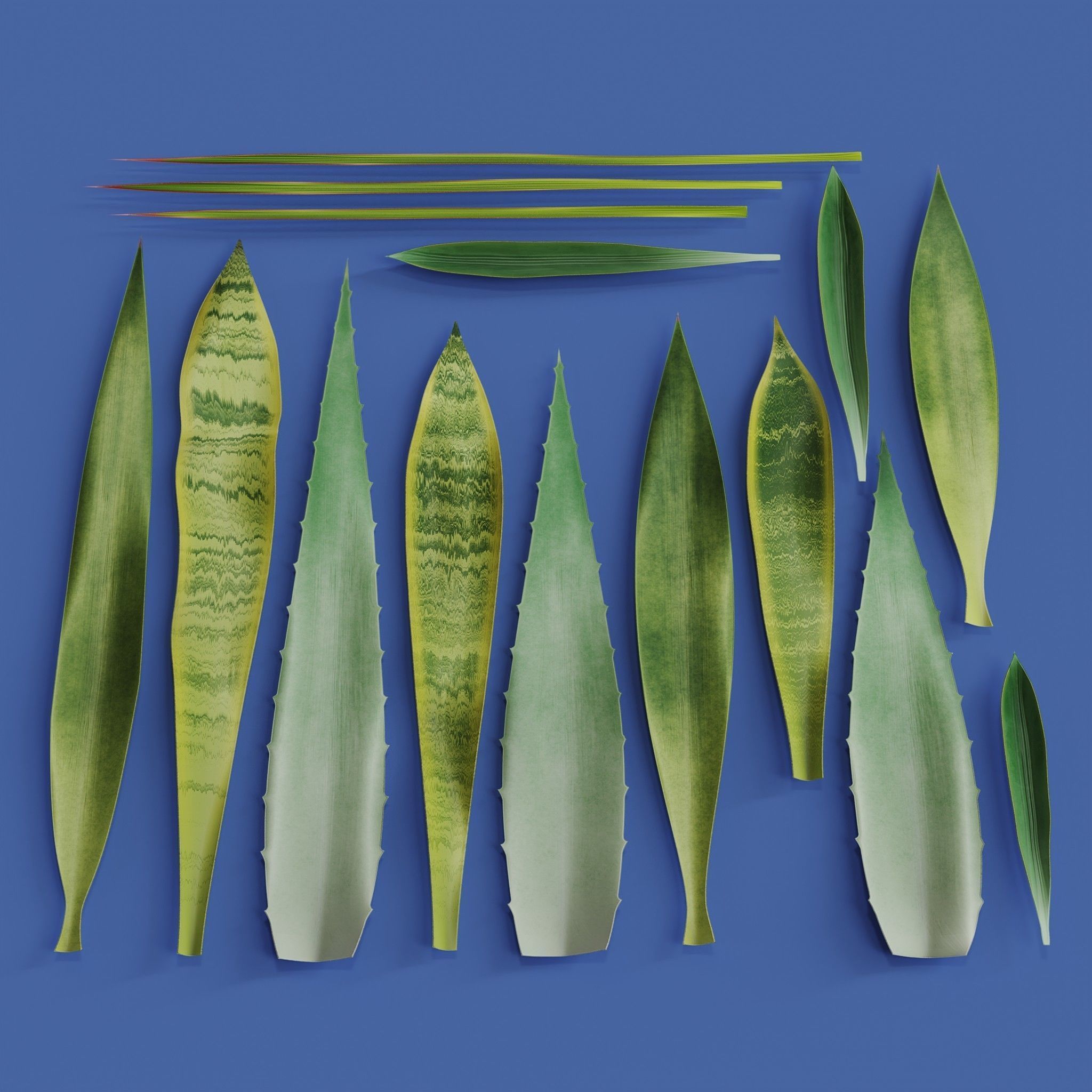 15 Leaves Atlas - 5 Species - PBR - 8K - SBSAR Low-poly 3D model_4