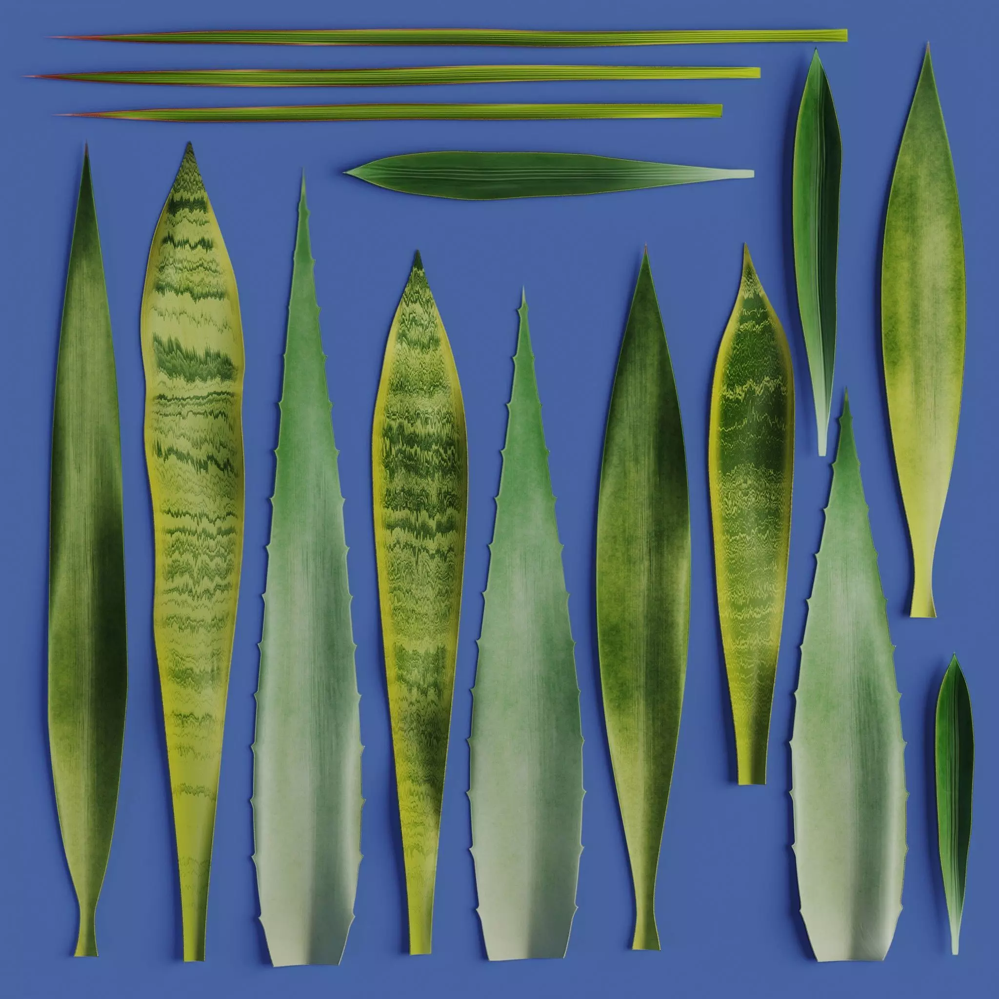 15 Leaves Atlas - 5 Species - PBR - 8K - SBSAR Low-poly 3D model_0