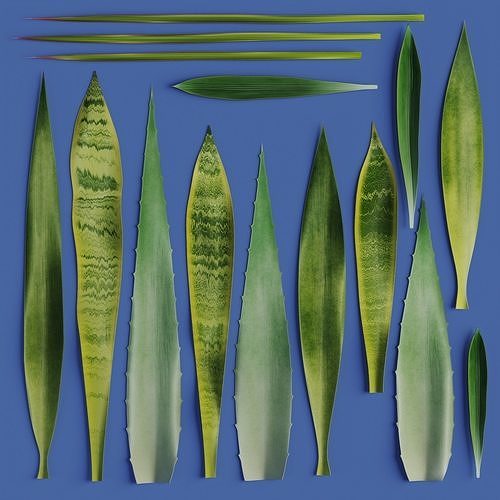 15 Leaves Atlas - 5 Species - PBR - 8K - SBSAR Low-poly 3D model