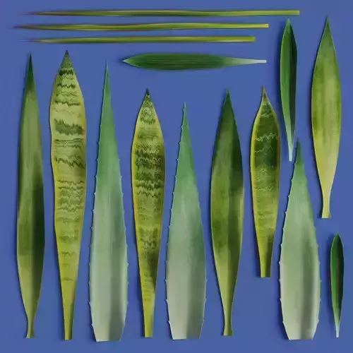 15 Leaves Atlas - 5 Species - PBR - 8K - SBSAR Low-poly 3D model