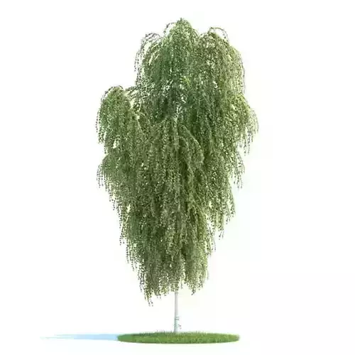 Tree Betula Utilis Himalayan Birch 3D model