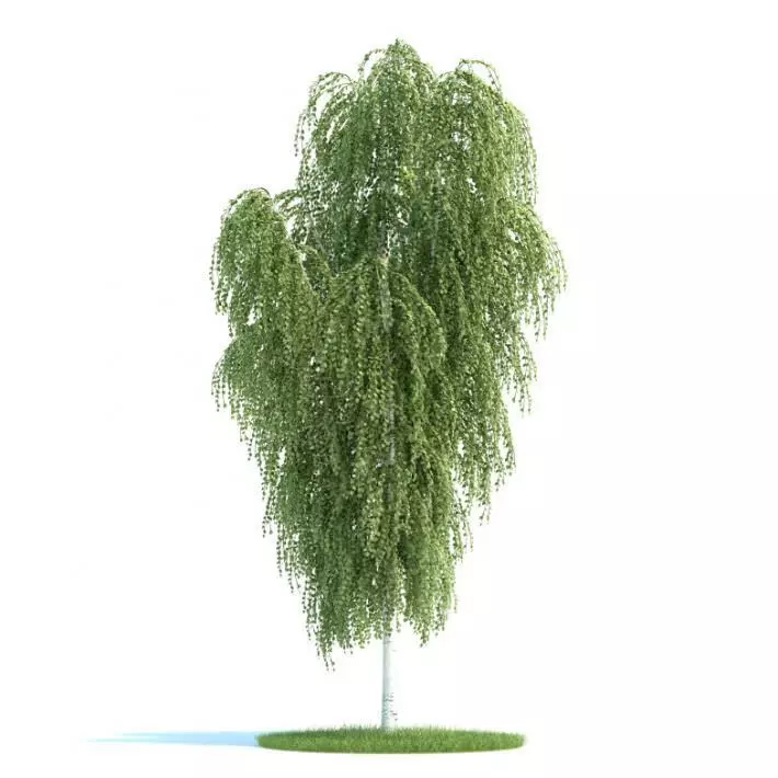 Tree Betula Utilis Himalayan Birch 3D model_0