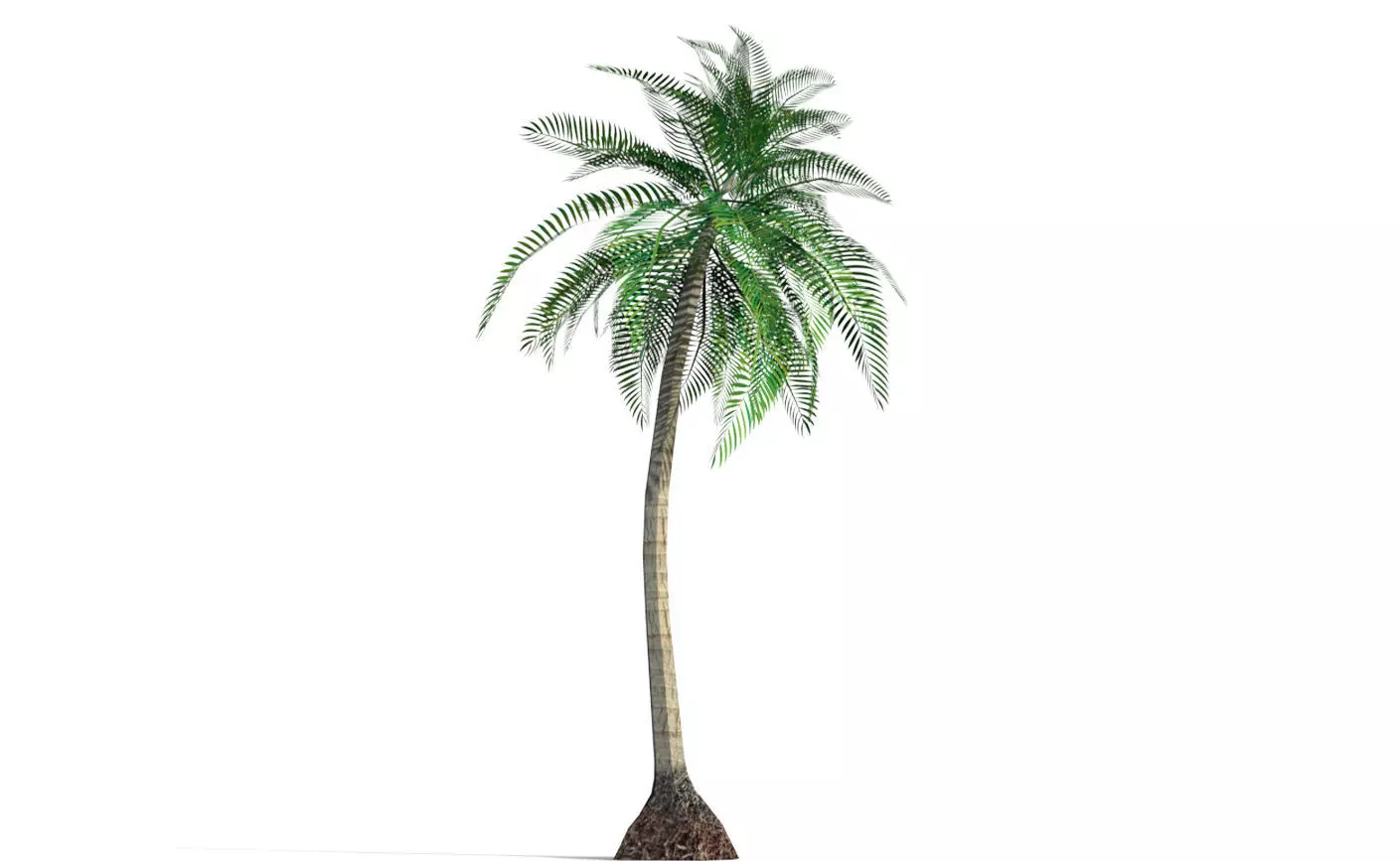 Coconut Tree 3D model_0