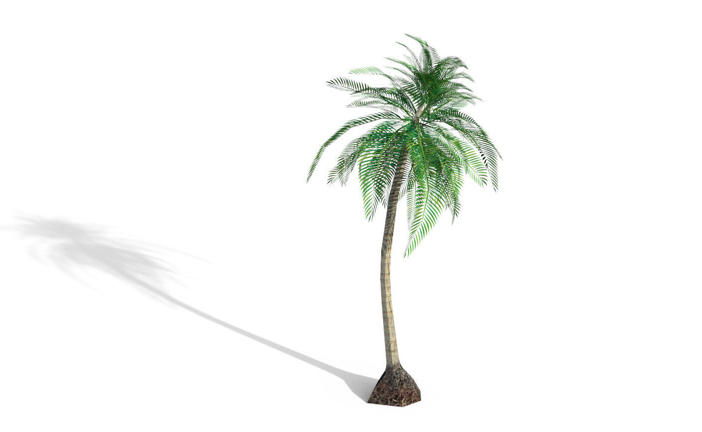 Coconut Tree 3D model_5